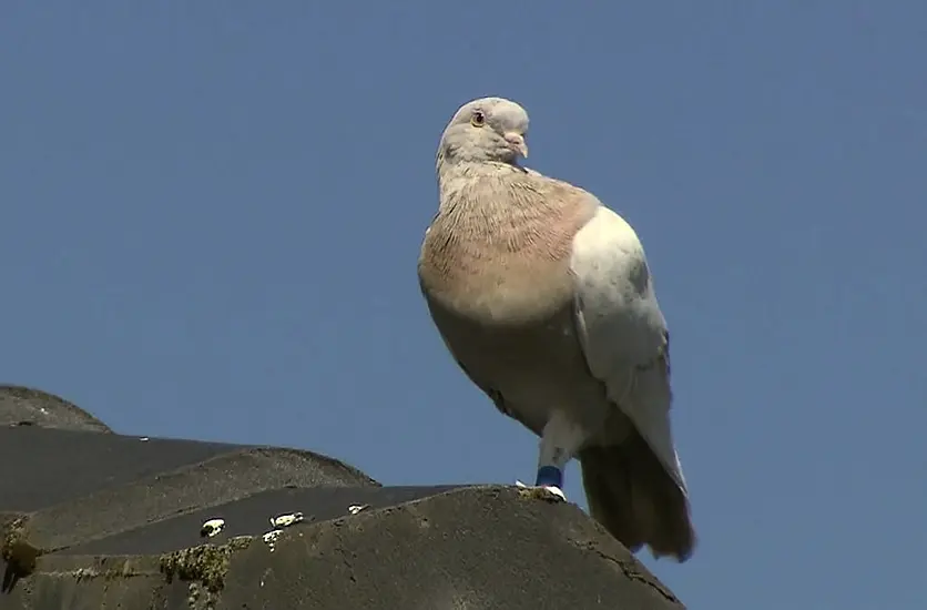 Australia Plans To Kill Pigeon That Crossed Pacific From The Us