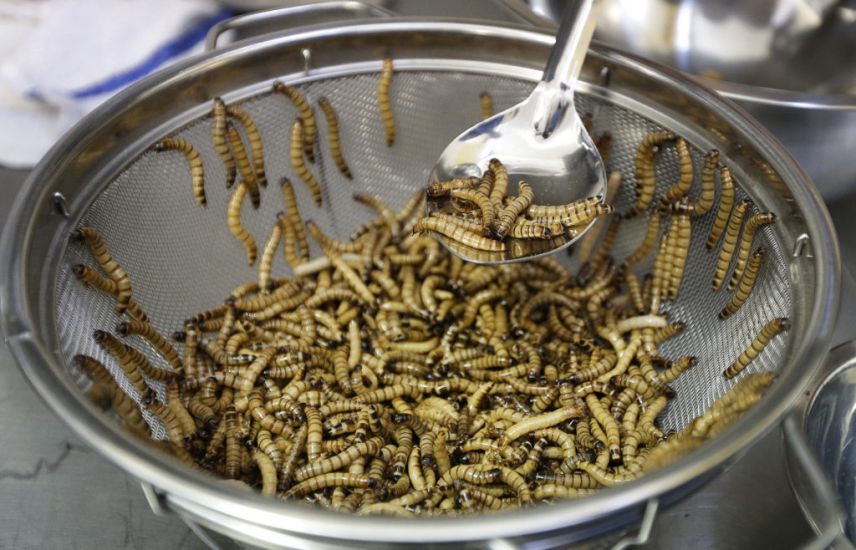 Coffee, Croissant, Worms? Eu Agency Says Worms Are Safe To Eat