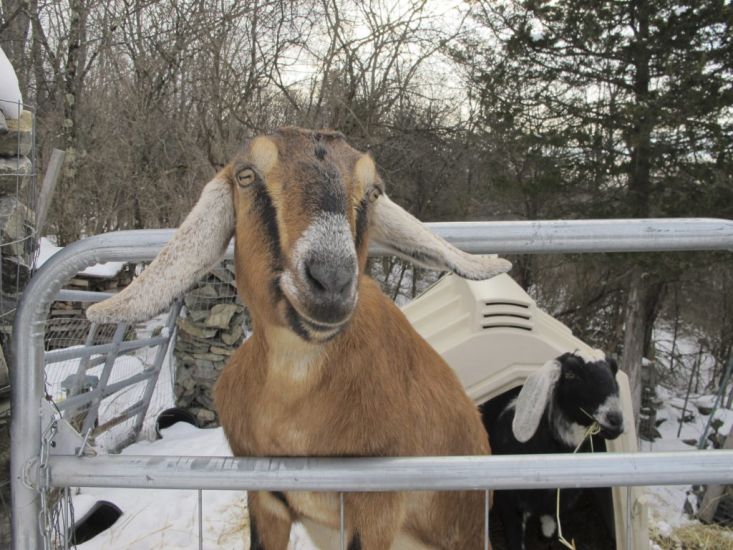 Dog And Goat Serving As Mayor Raise Money For A Playground In Us