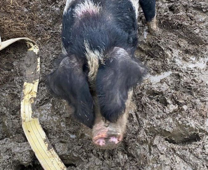 Uk Firefighters Free 31-Stone Pig Who Got Stuck In The Mud