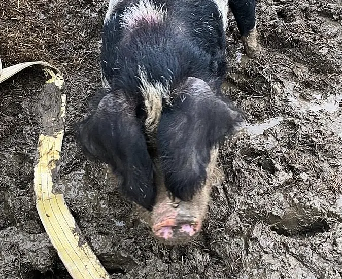 Uk Firefighters Free 31-Stone Pig Who Got Stuck In The Mud