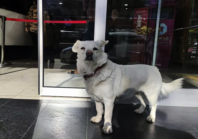 Devoted Dog Spends Days Outside Turkish Hospital Waiting For Owner