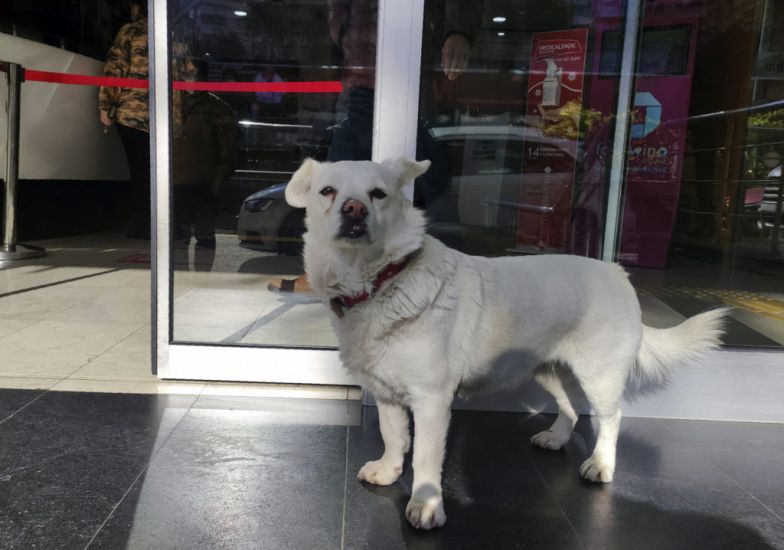 Devoted Dog Spends Days Outside Turkish Hospital Waiting For Owner