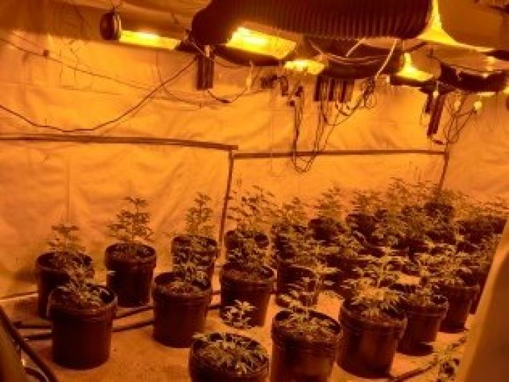 Cannabis Worth €130,000 Seized As Gardaí Locate Growhouse In Co Longford