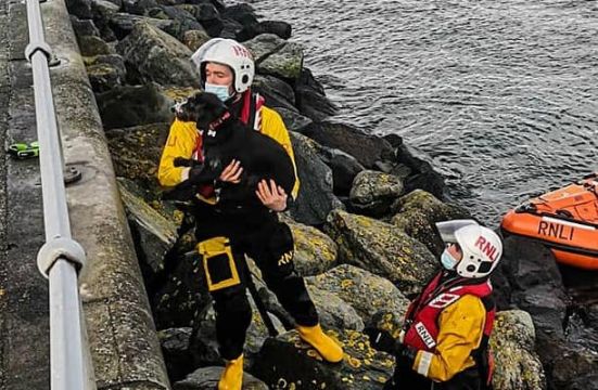 Rnli Rescues Dog After Falling On Rocks At Dún Laoghaire Pier