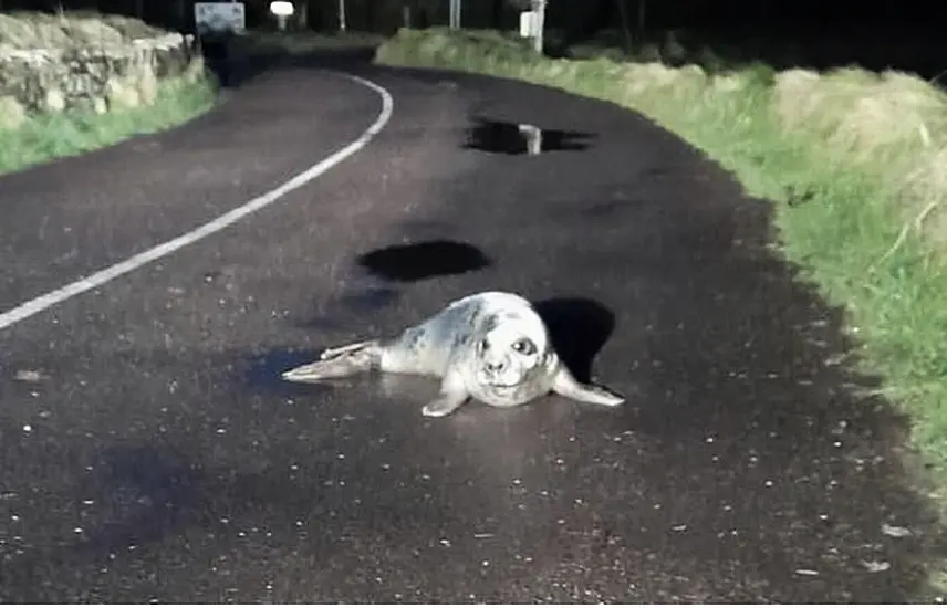 Fisherman Rescues ‘Lost’ Baby Seal From Middle Of Road