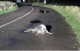 Fisherman Rescues ‘Lost’ Baby Seal From Middle Of Road