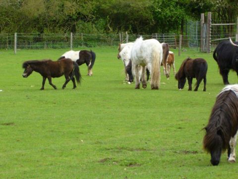 Shetland Pony Herd Evacuated Following Diesel Spill In Oxfordshire