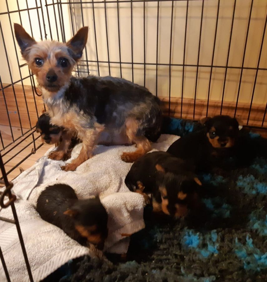 Illegal Dog Breeding Establishment Exposed In County Offaly