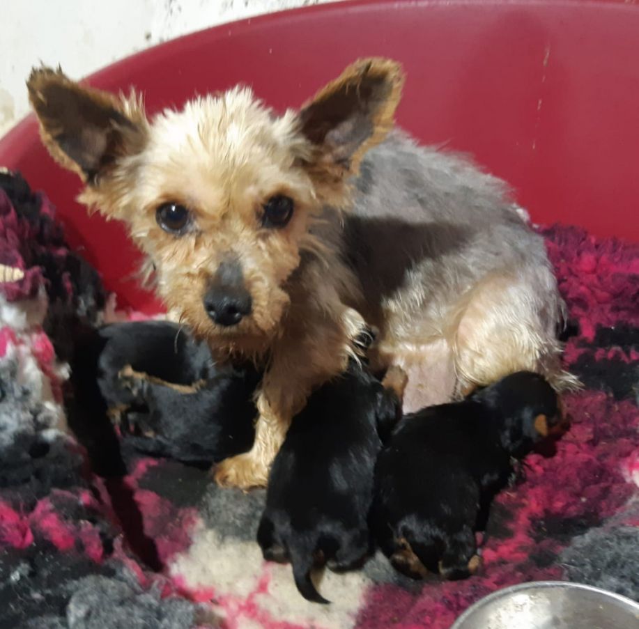 Ispca News February 2Nd. Illegal Dog Breeding Establishment Shut Down In Co Offaly.