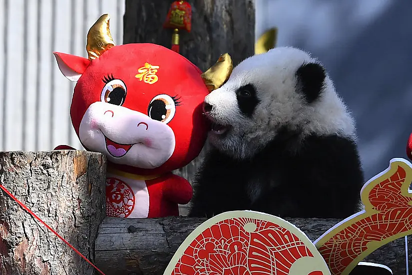 China Reserve Shows Off 10 Panda Cubs To Mark Lunar New Year