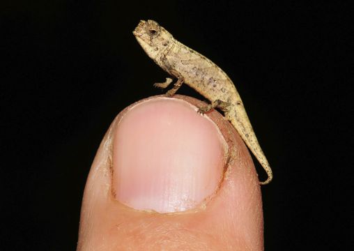 Tiny Chameleon A Contender For Title Of World’s Smallest Reptile