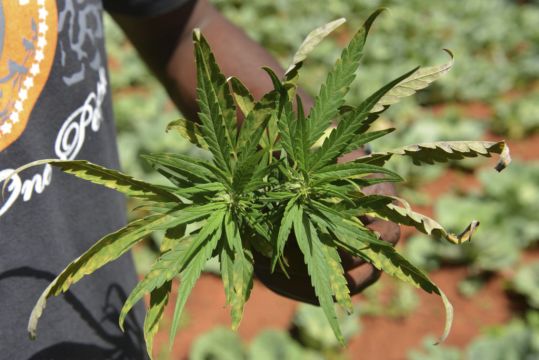 Jamaica Faces ‘Worst Ever’ Marijuana Shortage As Farmers Struggle With Drought