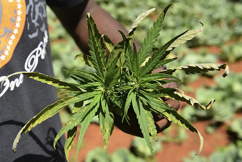 Jamaica Faces ‘Worst Ever’ Marijuana Shortage As Farmers Struggle With Drought