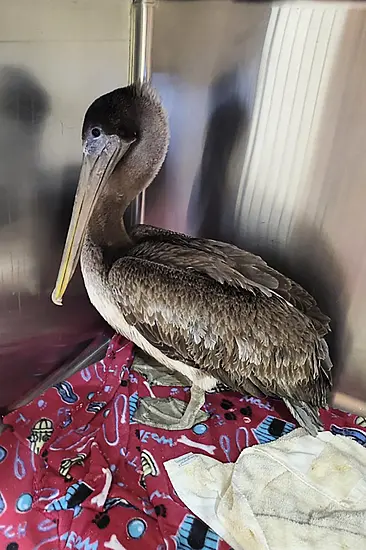 Arvy The Pelican Recovering After Rescue From Icy River