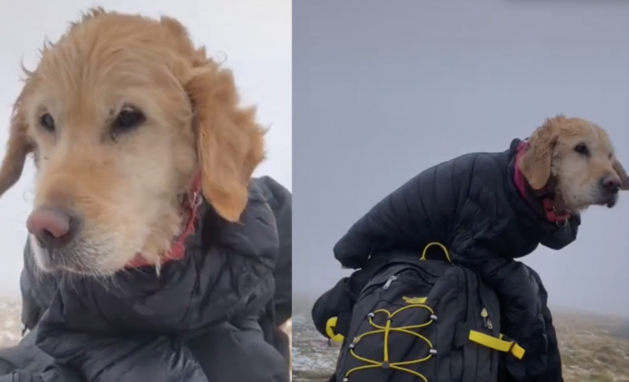 Couple Rescue Dog Stranded In Wicklow Mountains For Two Weeks