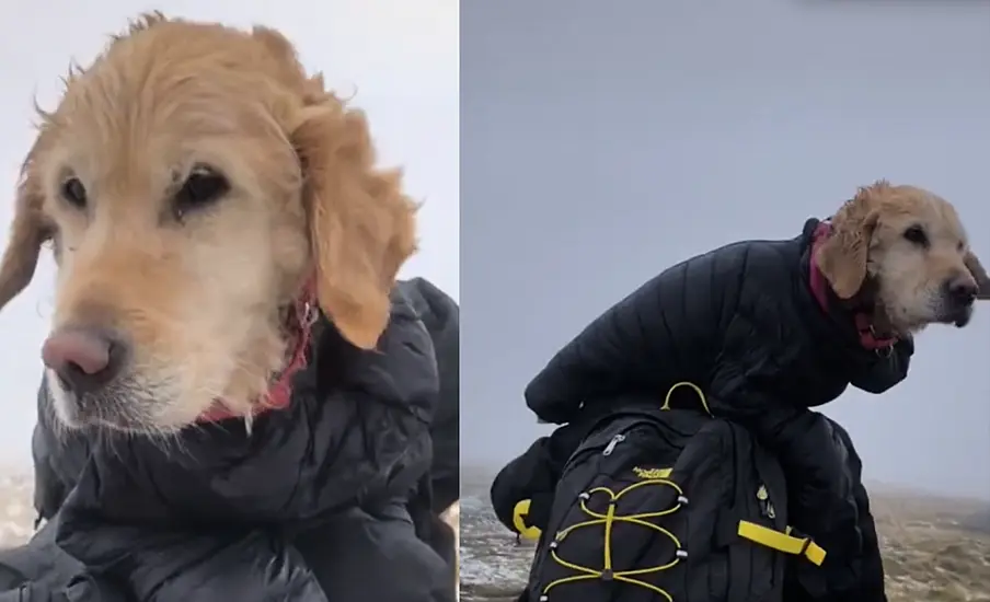 Couple Rescue Dog Stranded In Wicklow Mountains For Two Weeks