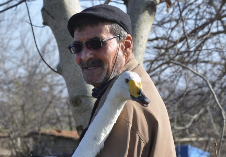 Turkish Man Strikes Up 37-Year Friendship With Swan