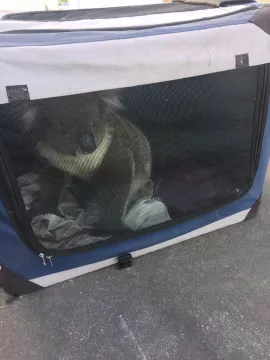 Koala Rescued After Causing Five-Car Pileup In Australia