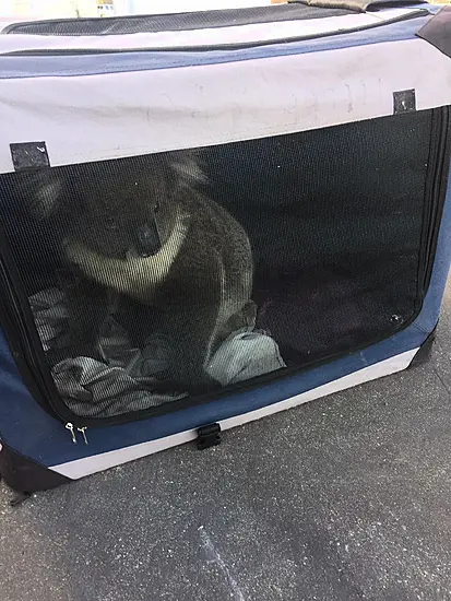 Koala Rescued After Causing Five-Car Pileup In Australia