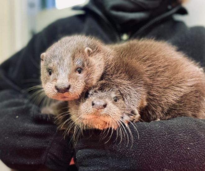 Otter Cubs Rescued After Wandering The Streets Looking For Mother