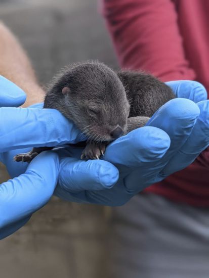 Trio Of North American River Otter Pups Born At Zoo