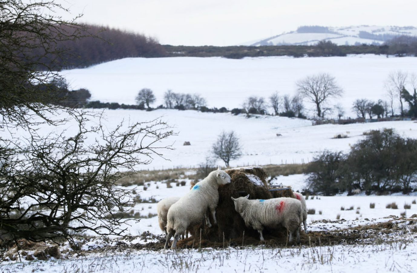 Sheep In A Snow-Covered Field In Co Kildare. Photo: Pa Images.