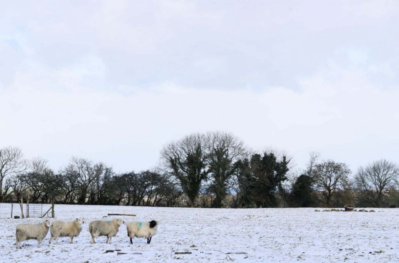 Sheep In A Snow-Covered Field In Co Kildare. Photo: Pa Images.
