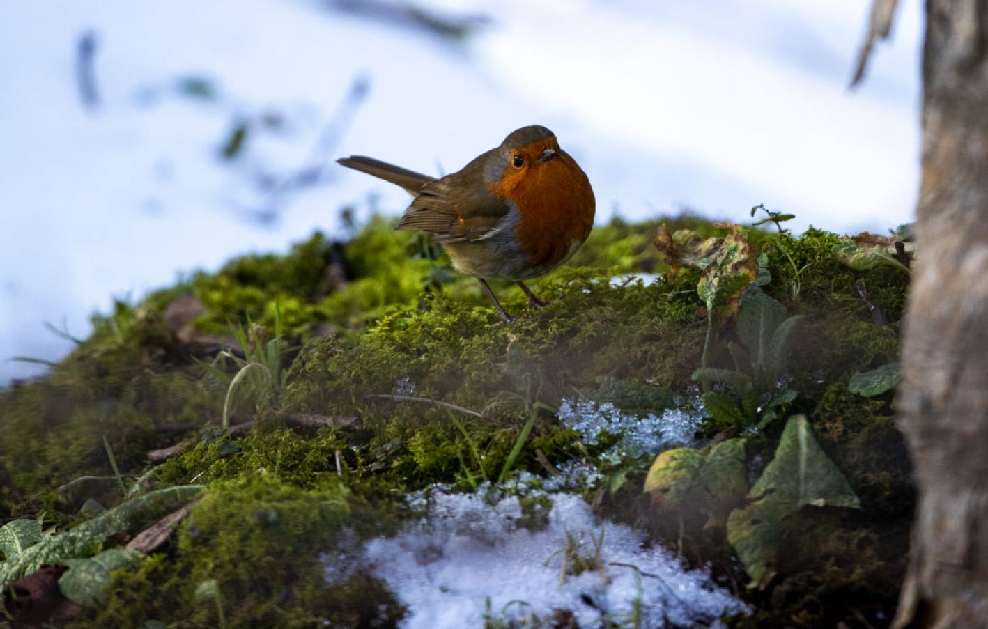 A Robin Stands Amongst The Snow In The Wicklow Mountains. Photo: Pa Images