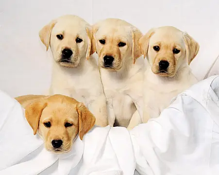 Pet Owners Forced To ‘Desensitise’ Animals As Fireworks An Increasing Problem