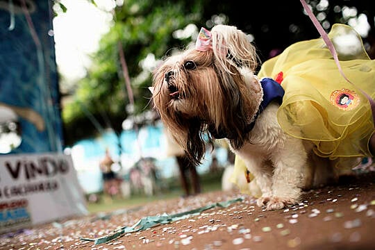 Rio’s Carnival Goes To The Dogs As Human Festivities Scrapped