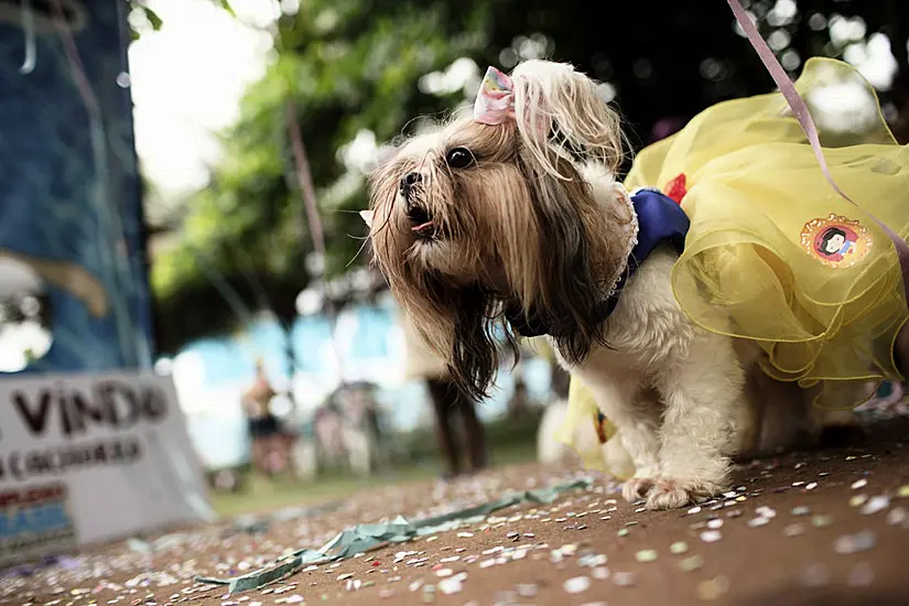 Rio’s Carnival Goes To The Dogs As Human Festivities Scrapped