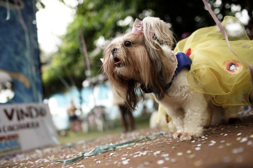 Rio’s Carnival Goes To The Dogs As Human Festivities Scrapped