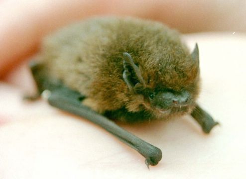 Restoration Of Protected Building Faces Legal Challenge Over Impact On Bats