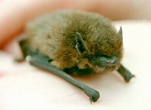 Restoration Of Protected Building Faces Legal Challenge Over Impact On Bats