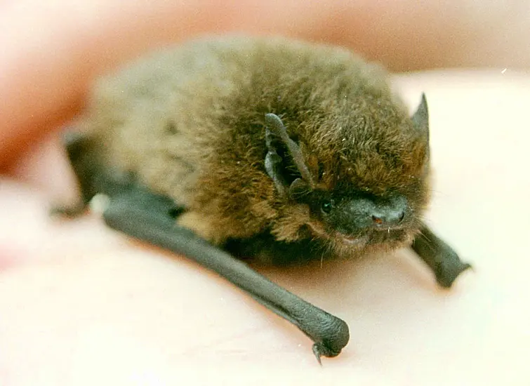 Restoration Of Protected Building Faces Legal Challenge Over Impact On Bats