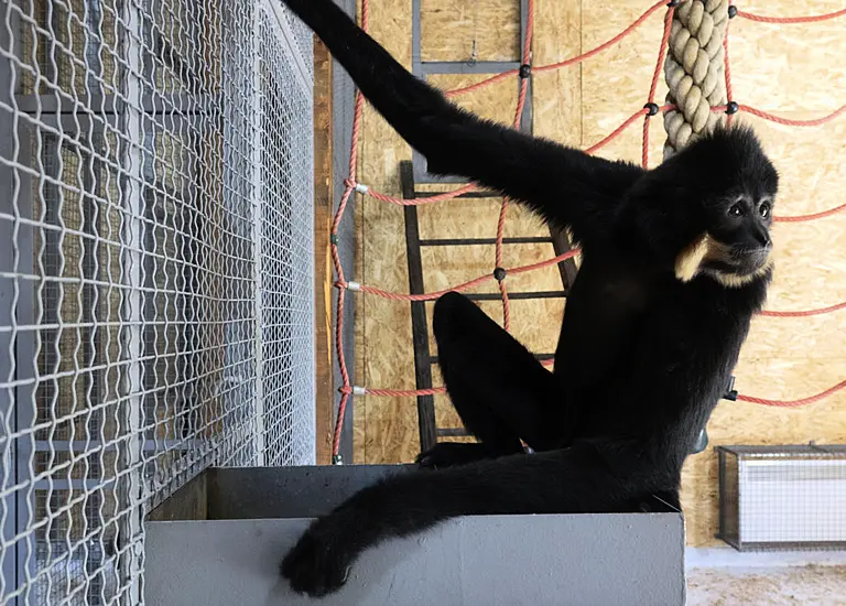 Endangered Gibbons Find New Home At Sarajevo Zoo