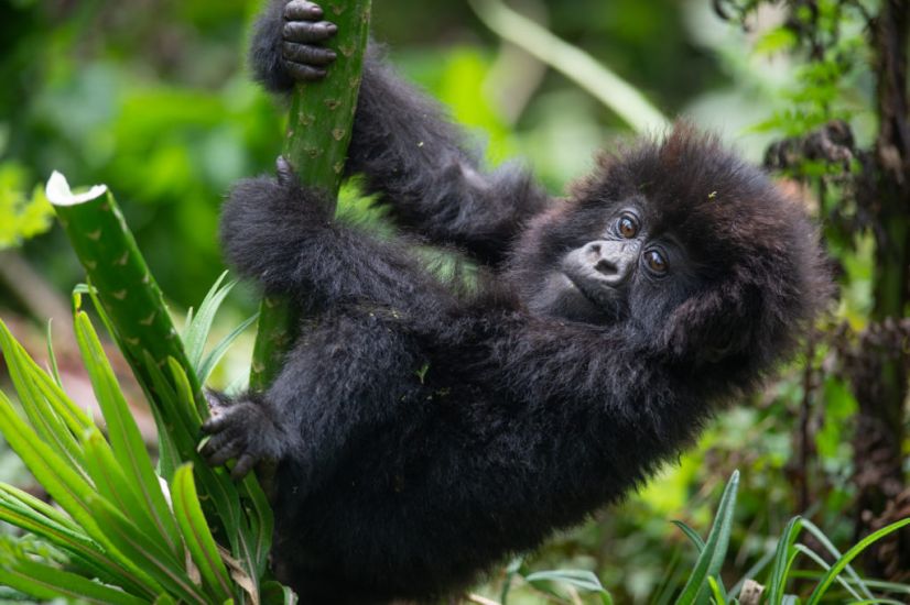 Mask Up On Gorilla Treks To Protect Them From Disease, Researchers Tell Tourists