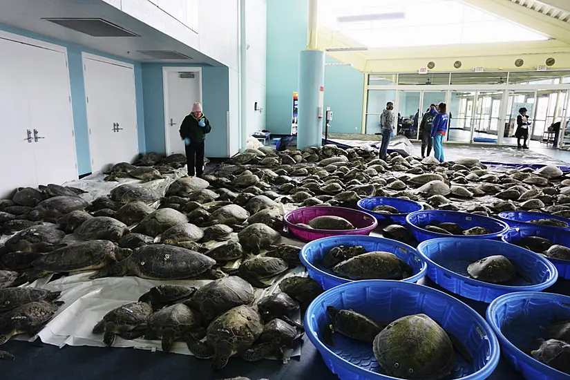 Thousands Of Sea Turtles Rescued Amid Cold Snap In Texas