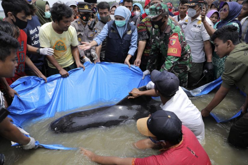 Only Three Pilot Whales Survive Mass Stranding In Indonesia
