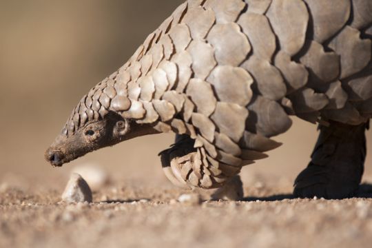 World Pangolin Day: 7 Things You Never Knew About The Animals Once Blamed For Covid