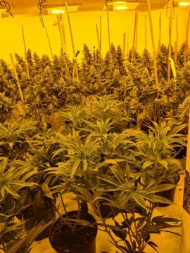 Man Charged In Connection With Seizure Of €270K Worth Of Cannabis Plants