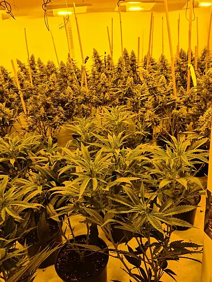 Man Charged In Connection With Seizure Of €270K Worth Of Cannabis Plants