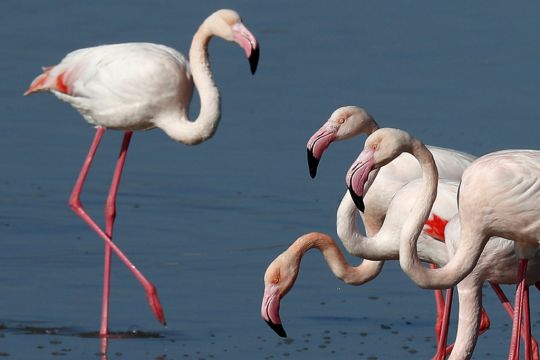 Hunters’ Lead Pellets Threaten Migrating Flamingos, Cyprus Conservationists Warn