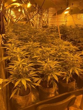 Gardaí Seize Cannabis Plants Worth €250,000 In Monaghan