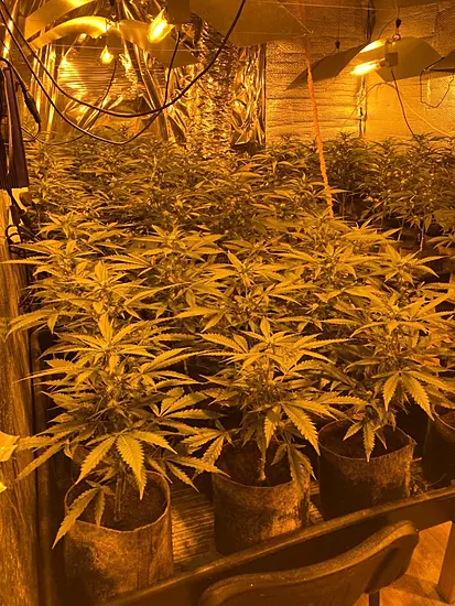 Gardaí Seize Cannabis Plants Worth €250,000 In Monaghan