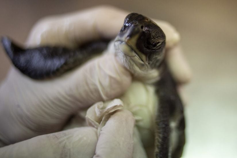 Rescuers Using Mayonnaise To Treat Turtles Caught In Israel Oil Spill