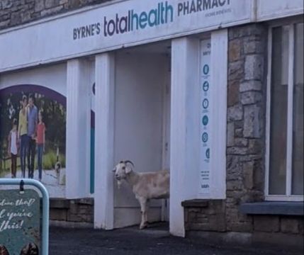 Goat Roaming Streets Of Mayo Town Nicknamed ‘Houdini’ As It Evades Capture