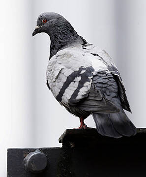 Cat Gives Live Pigeon To Man Called Pidgeon During Committee Hearing