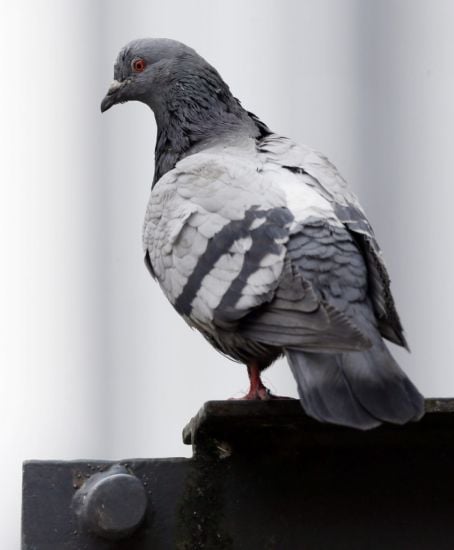 Cat Gives Live Pigeon To Man Called Pidgeon During Committee Hearing